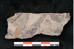 Foto (Objekt + Etikett) von Quercus deleta Ettingshausen (NHMW-GEO-2024-0188-10132)